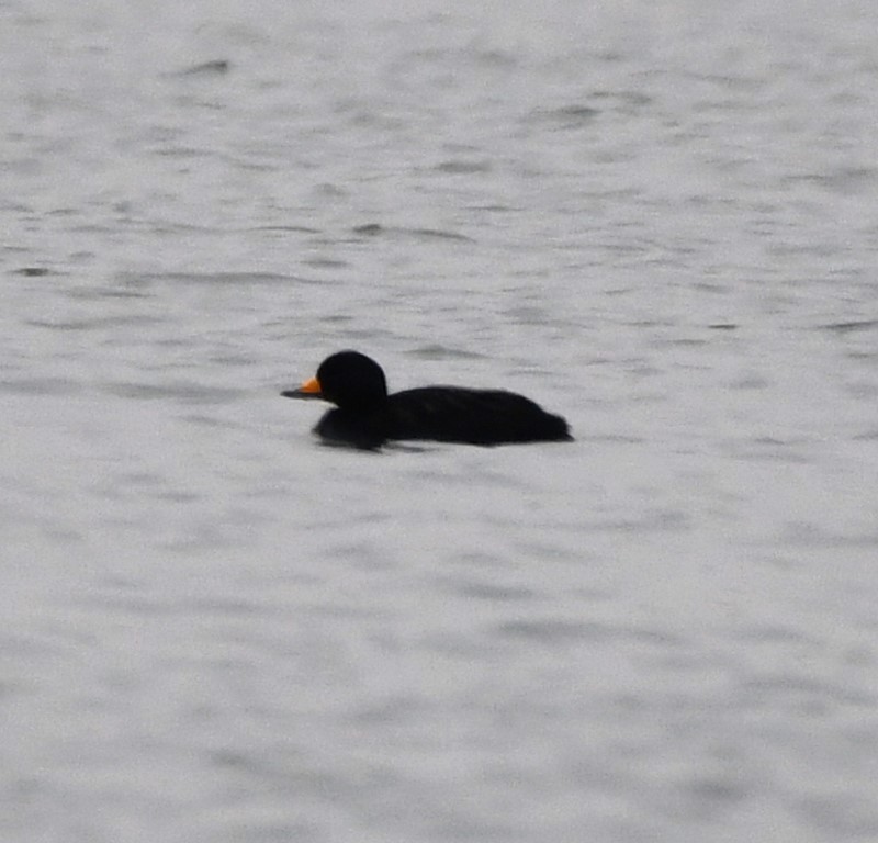 DSC_1548b.jpg