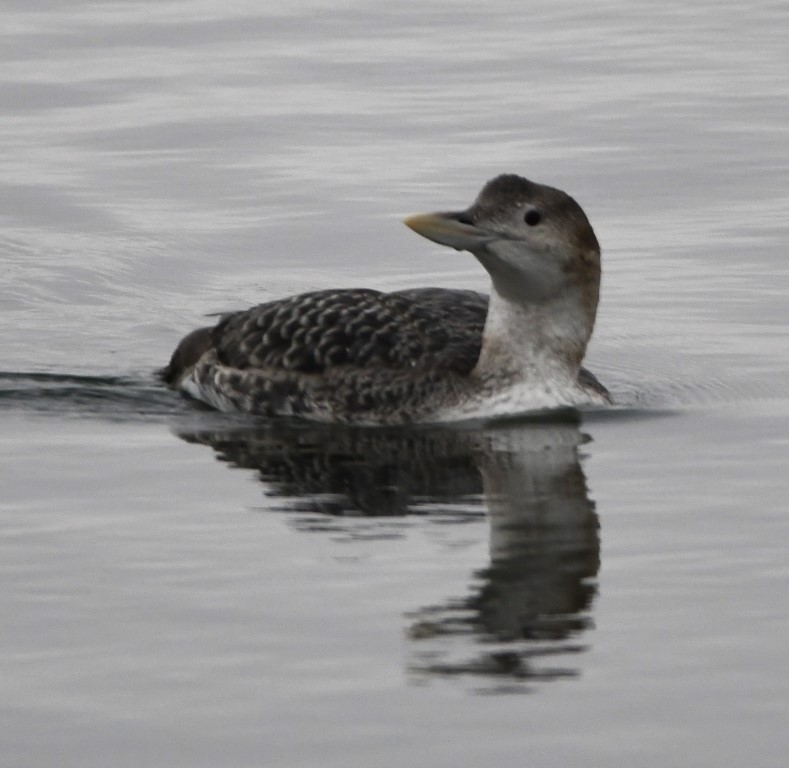 DSC_1728b.jpg
