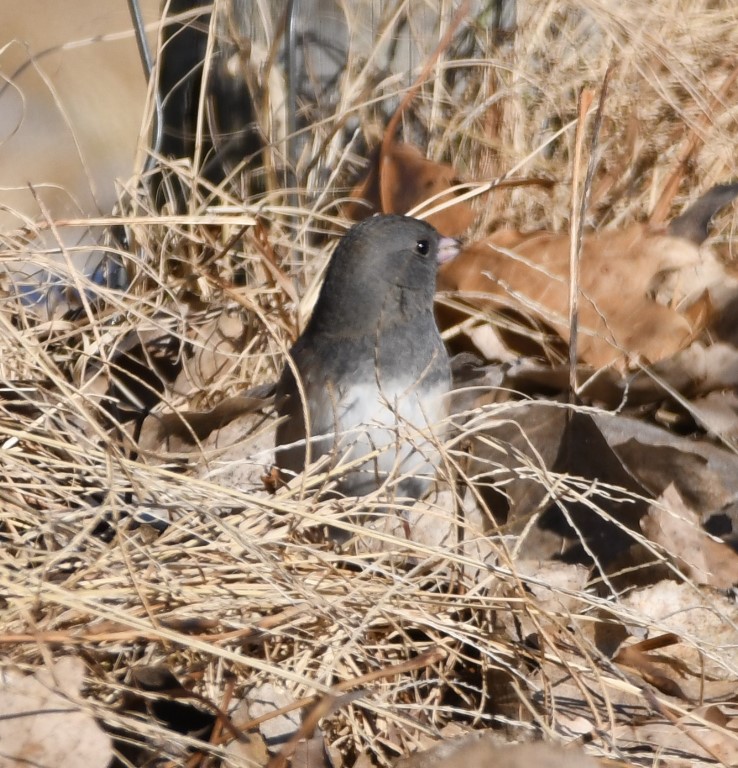 DSC_1843b.jpg