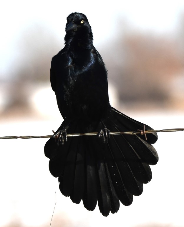 DSC_1900b.jpg
