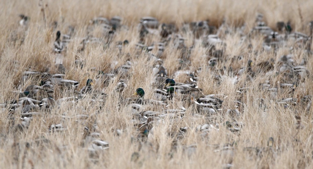 DSC_4500b.jpg