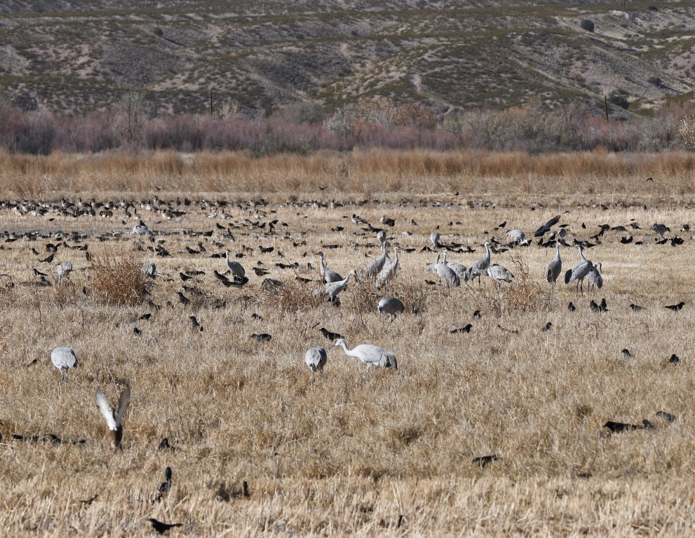 DSC_4595b.jpg