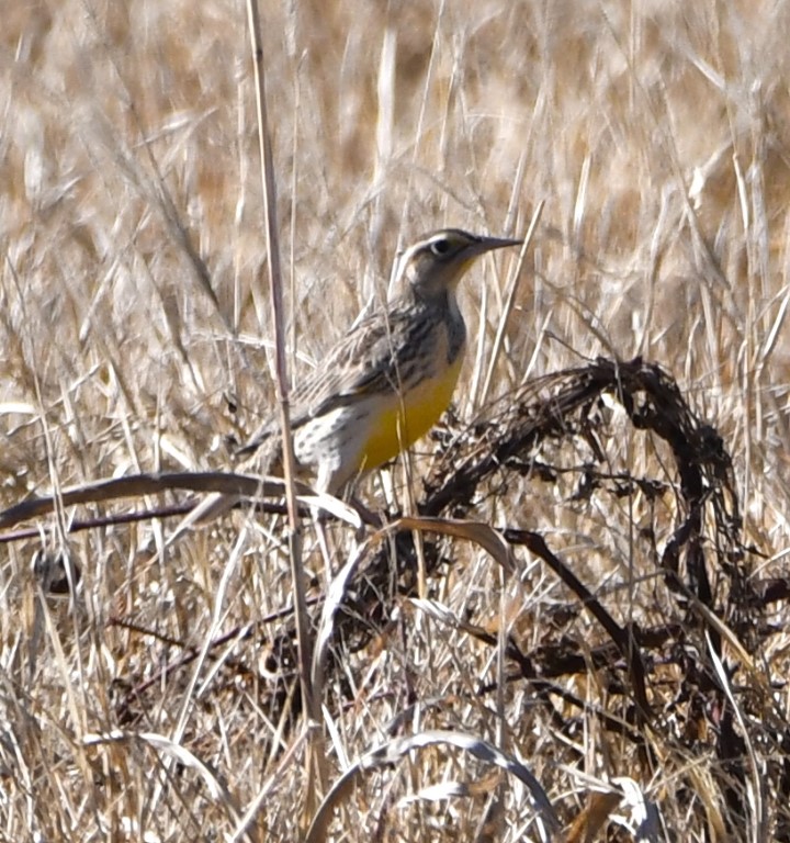 DSC_4682b.jpg
