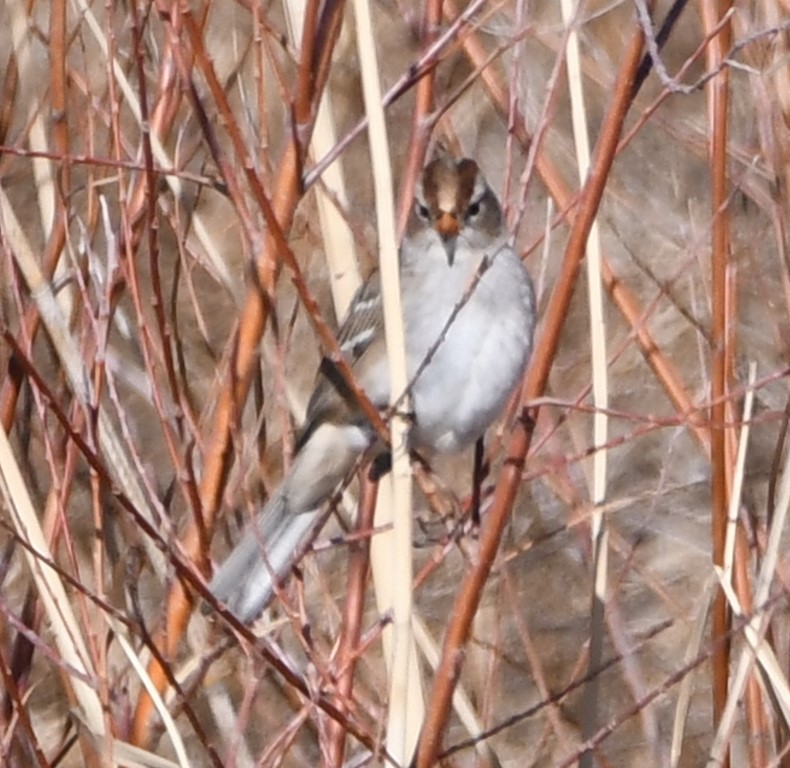 DSC_4787b.jpg