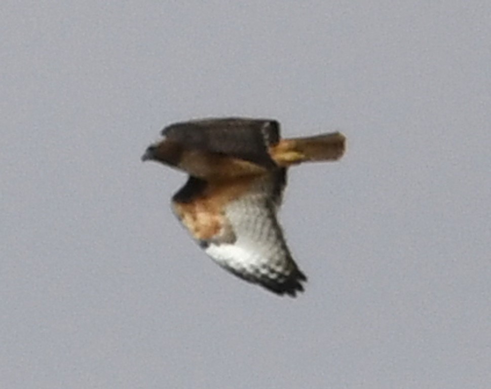 DSC_4899b.jpg