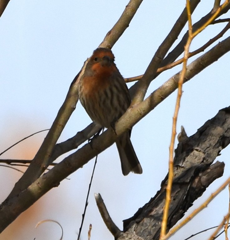 DSC_5778b.jpg