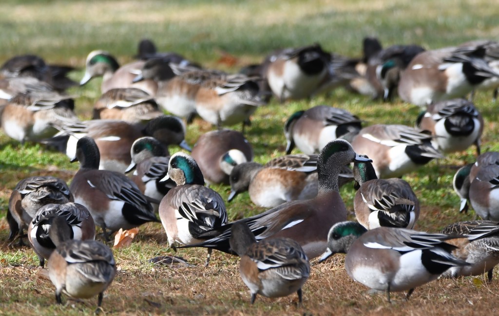 DSC_5804b.jpg