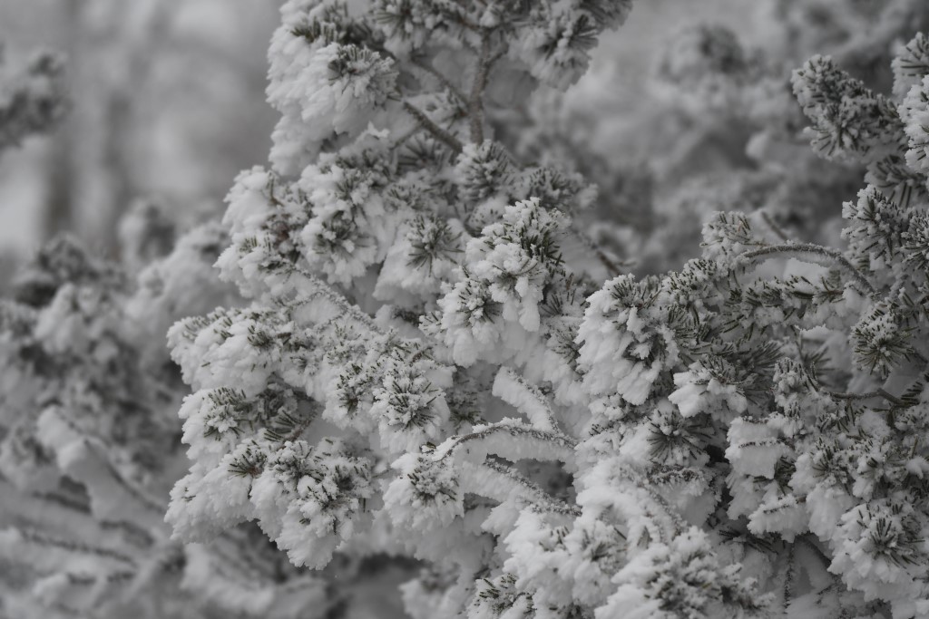 DSC_5849b.jpg