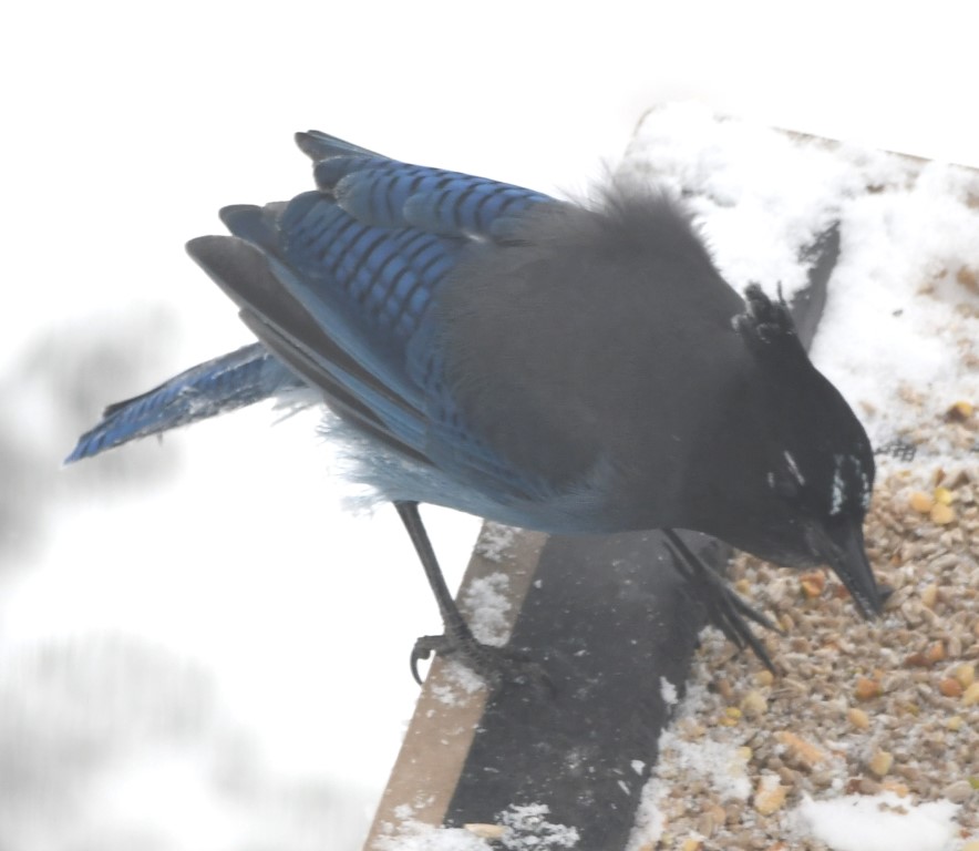 DSC_5865b.jpg
