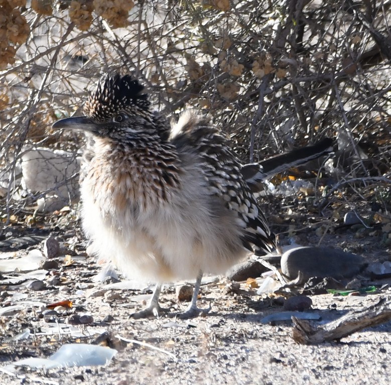 DSC_5970b.jpg