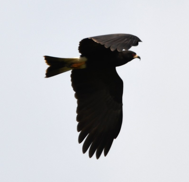 DSC_6514b.jpg