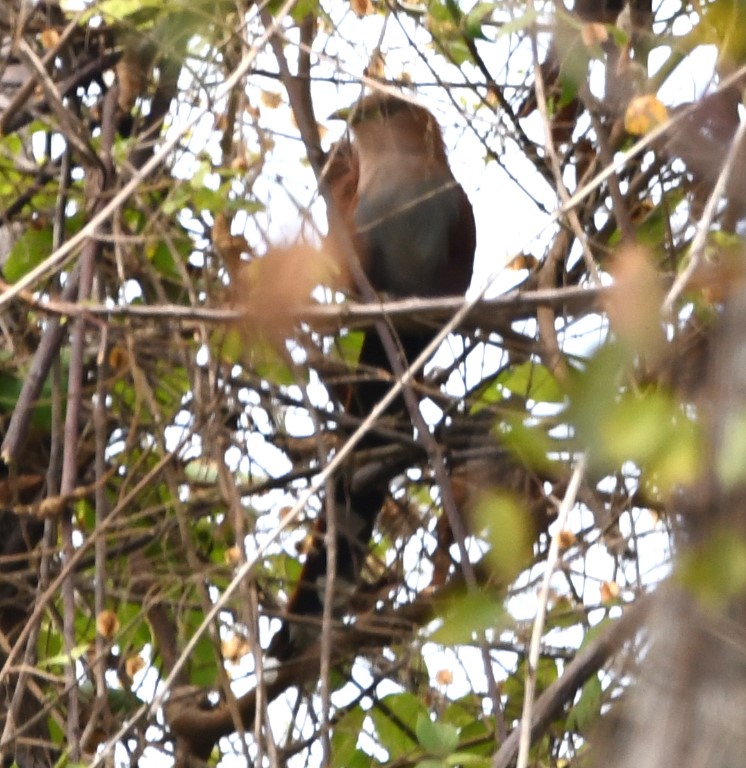 DSC_6543b.jpg