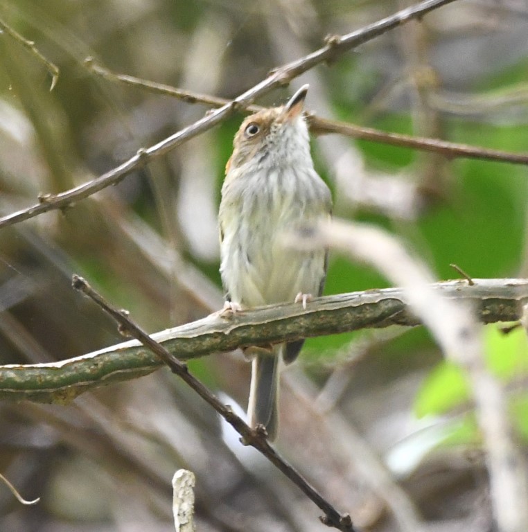 DSC_6547b.jpg