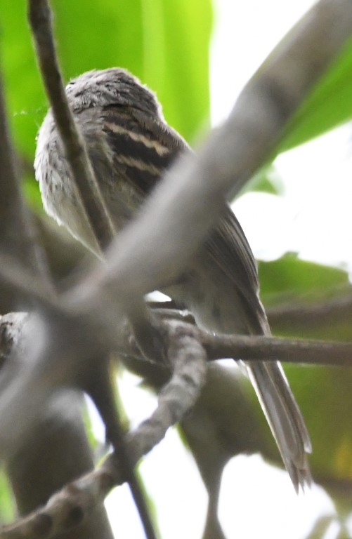 DSC_6616b.jpg