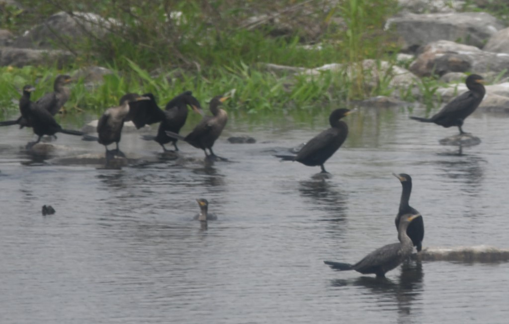 DSC_6704b.jpg