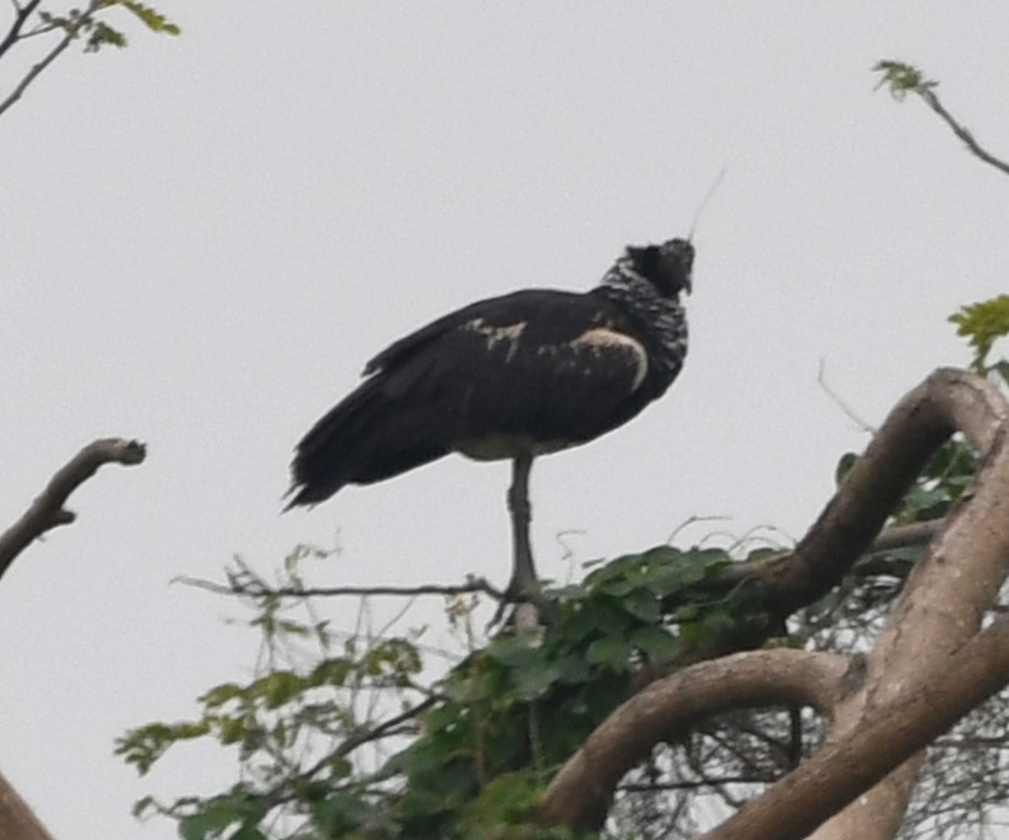 DSC_6708b.jpg