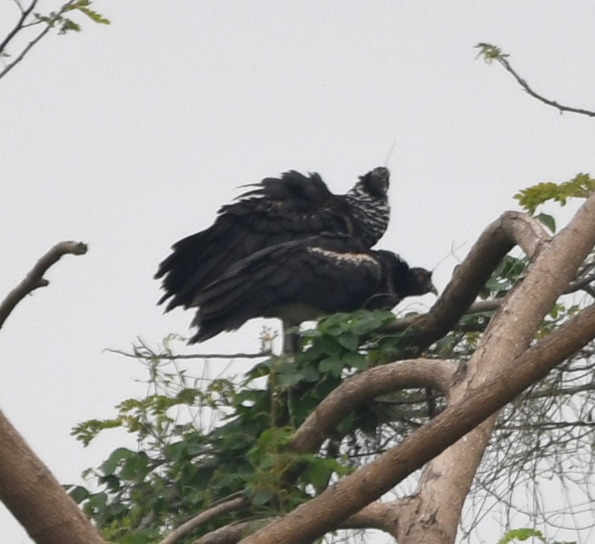 DSC_6732b.jpg