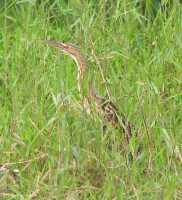 DSC_6784b.jpg