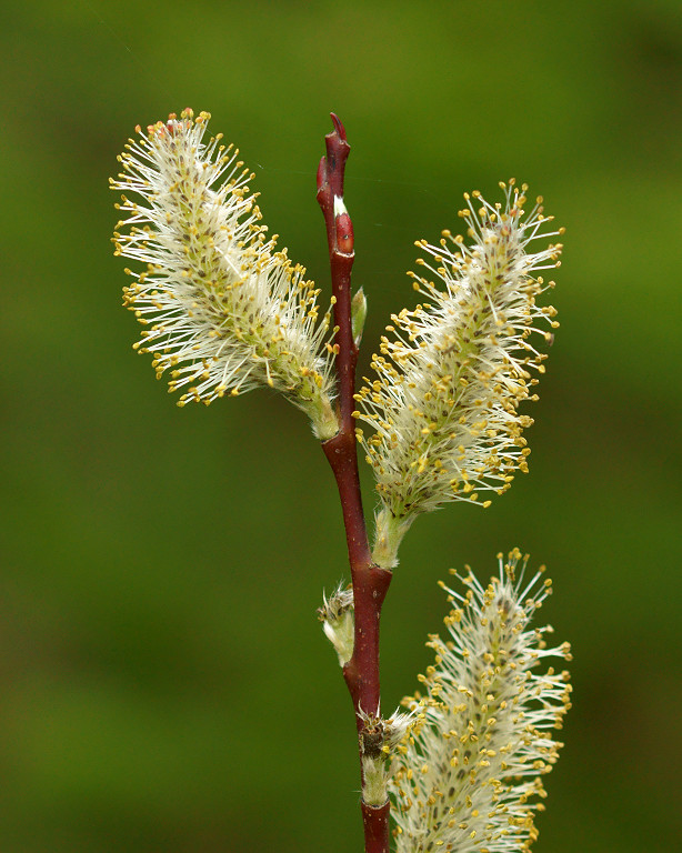 DSC08785 - Male Catkin