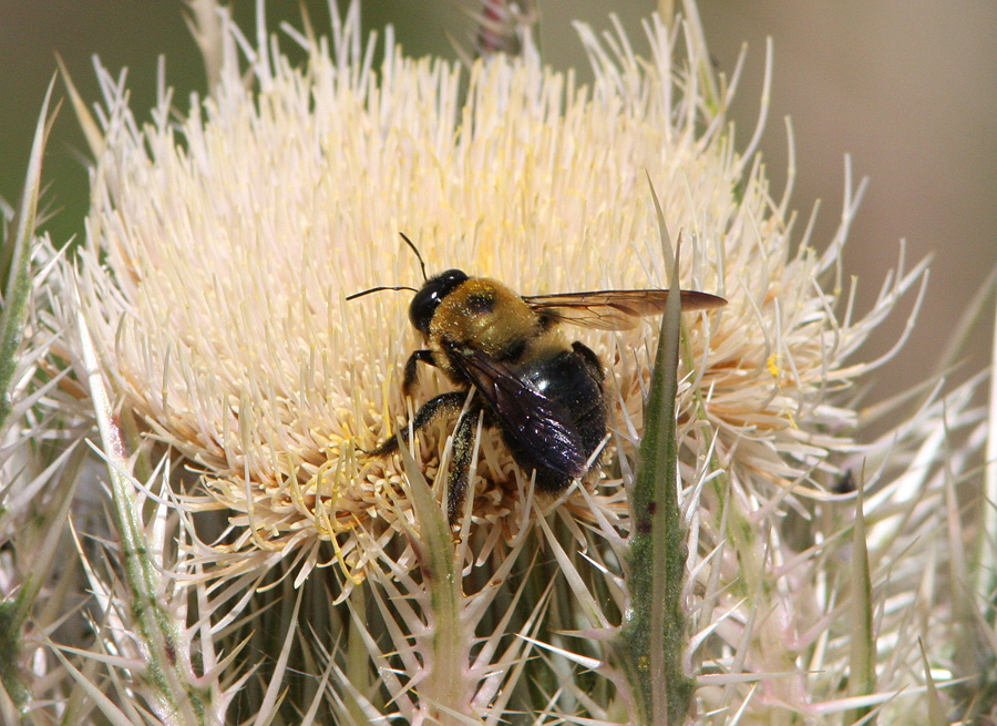 Bee gathering honey from a Thistle flower