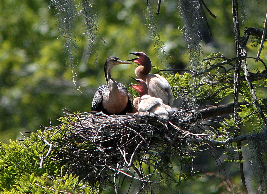 Mrs. Anhinga and her babies