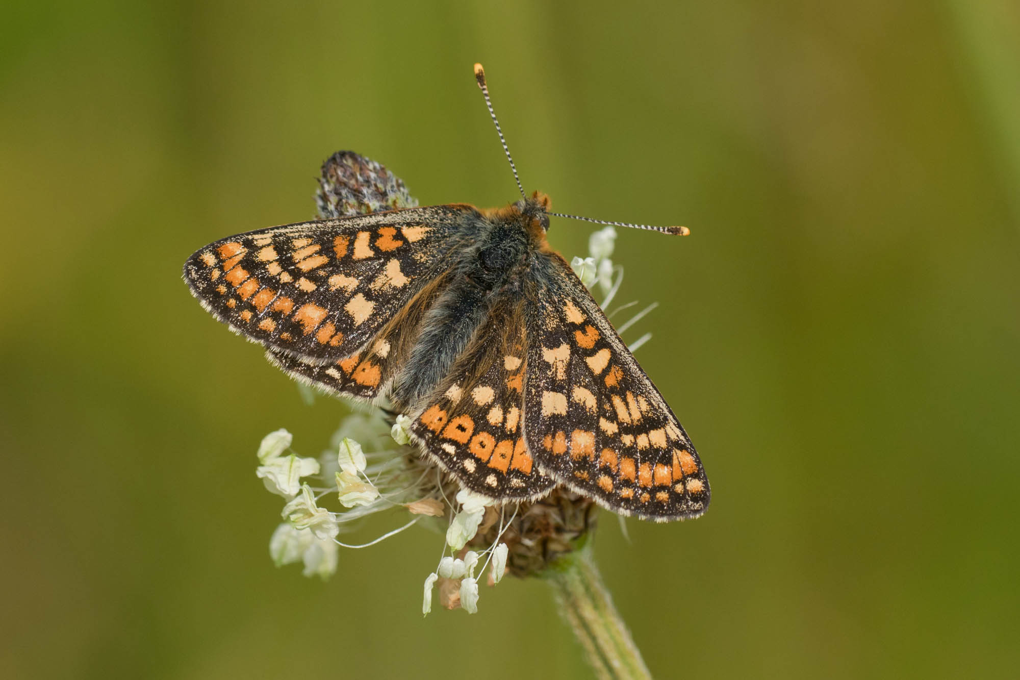 Marsh Fritillary