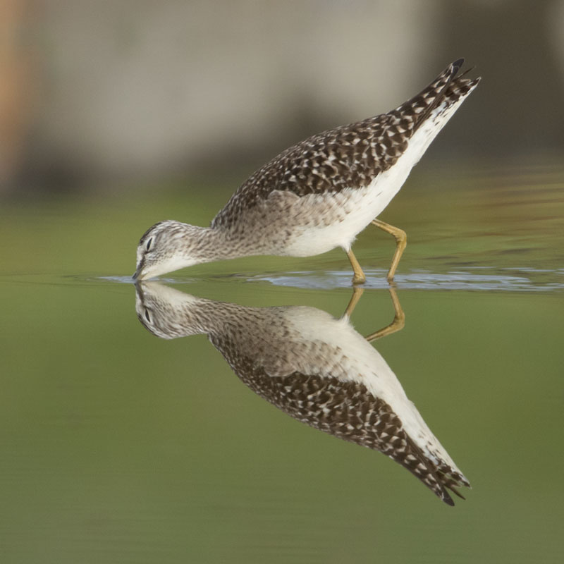 Wood Sandpiper