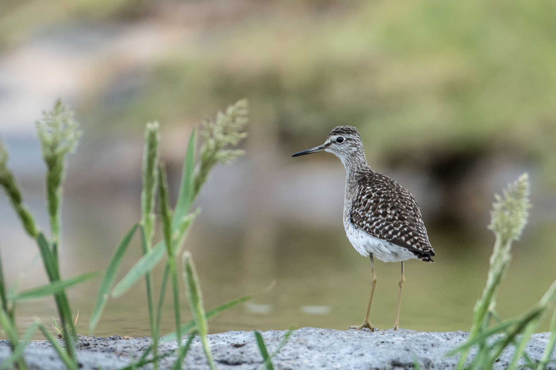 Wood Sandpiper