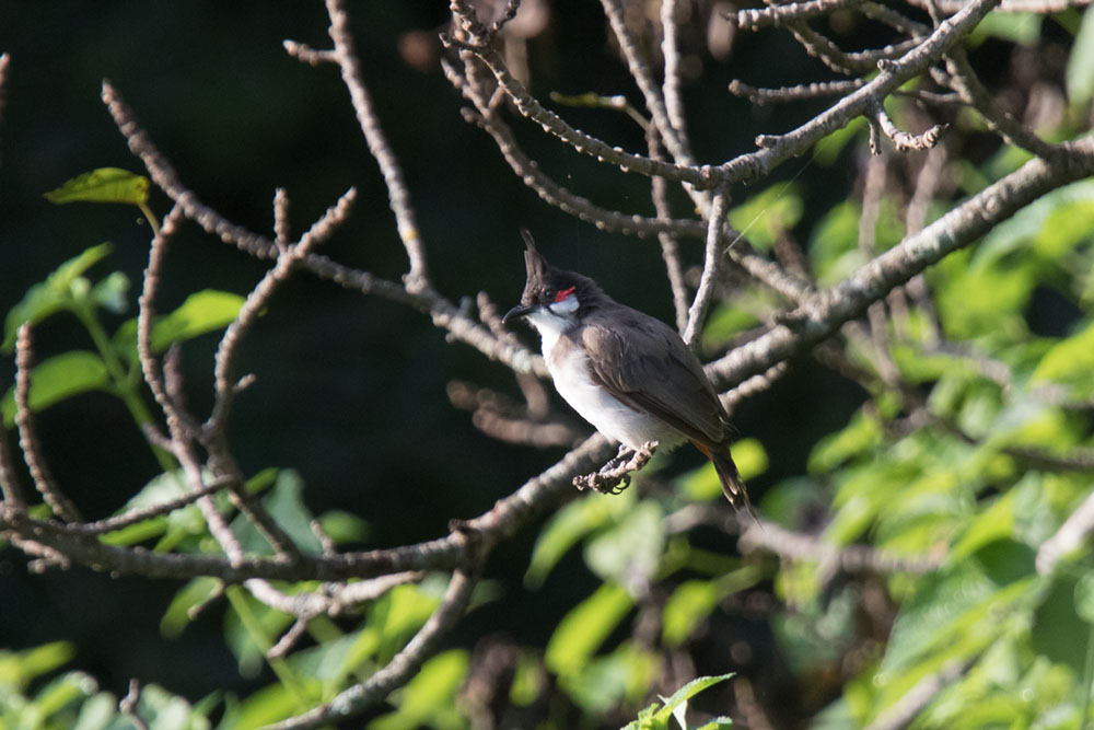 White cheeked Bulbul