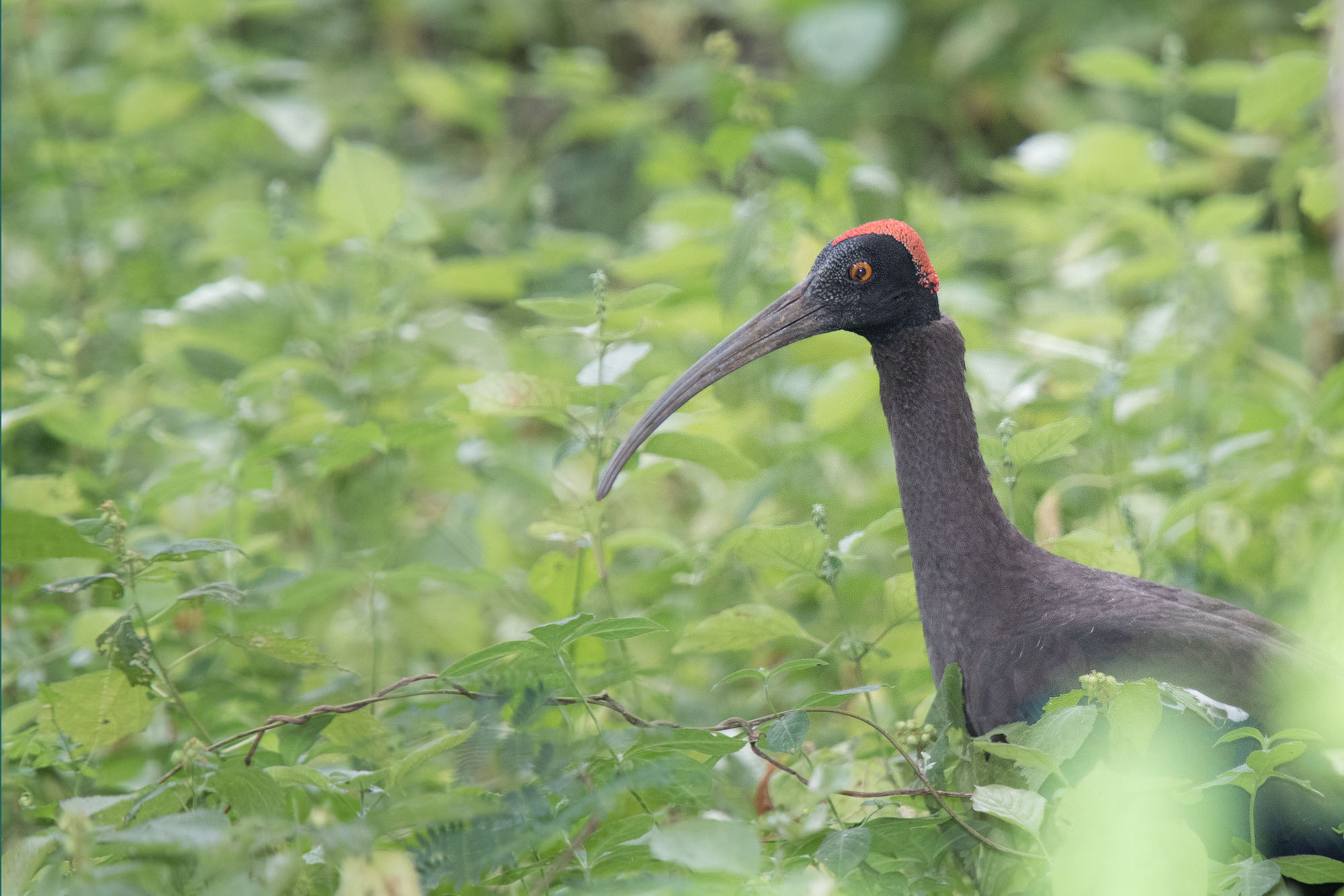 Red naped Ibis