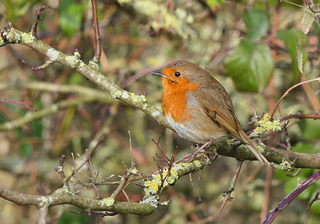 Robin.