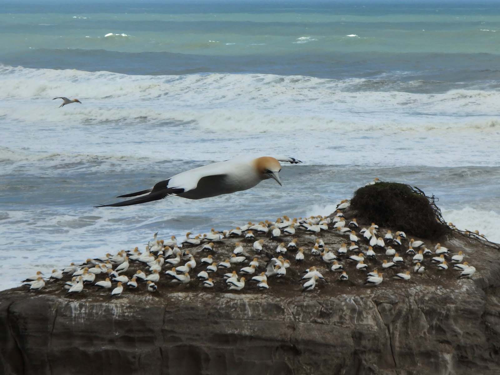 Gannet In Flight 5