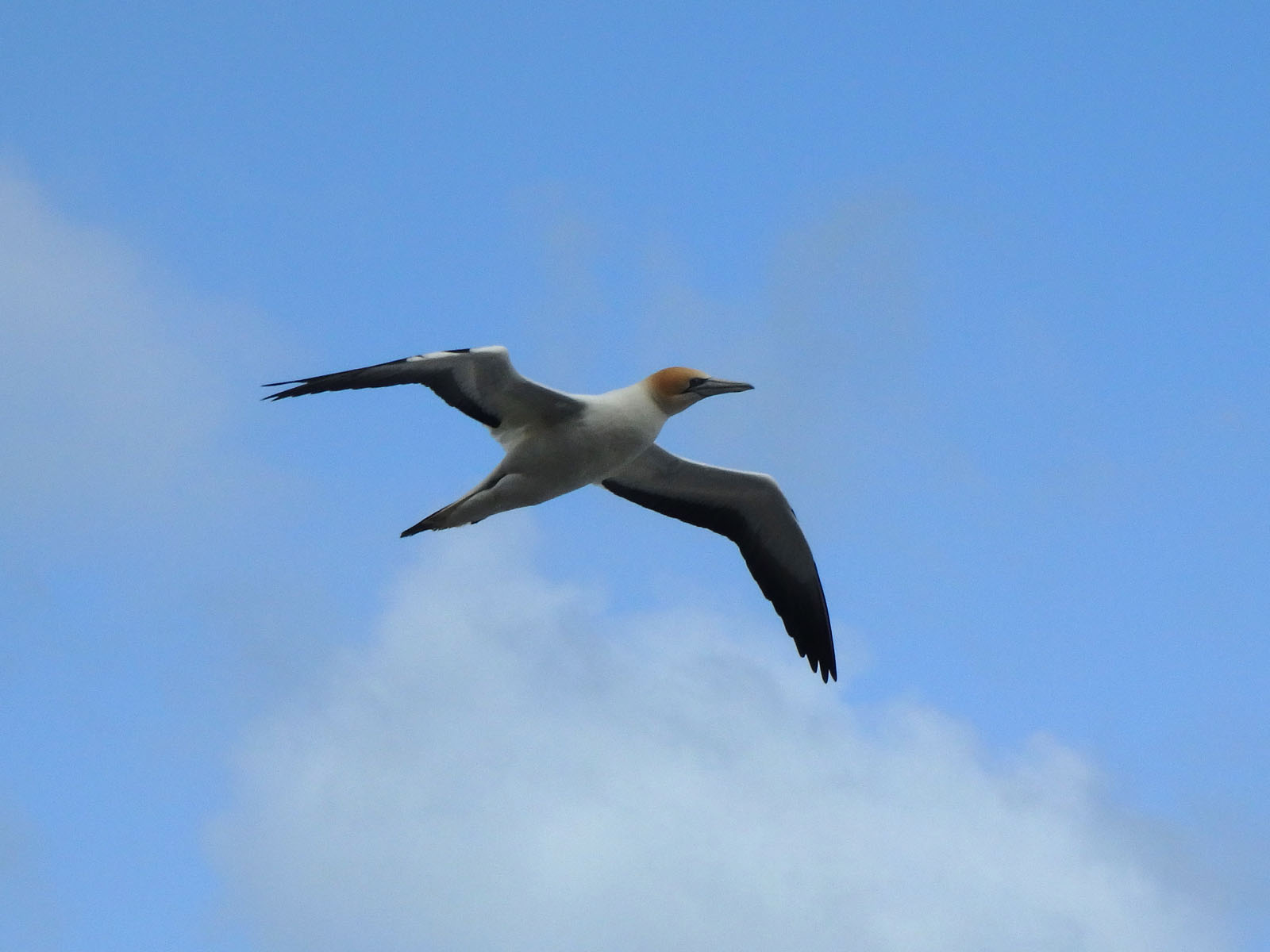 Gannet In Flight 9