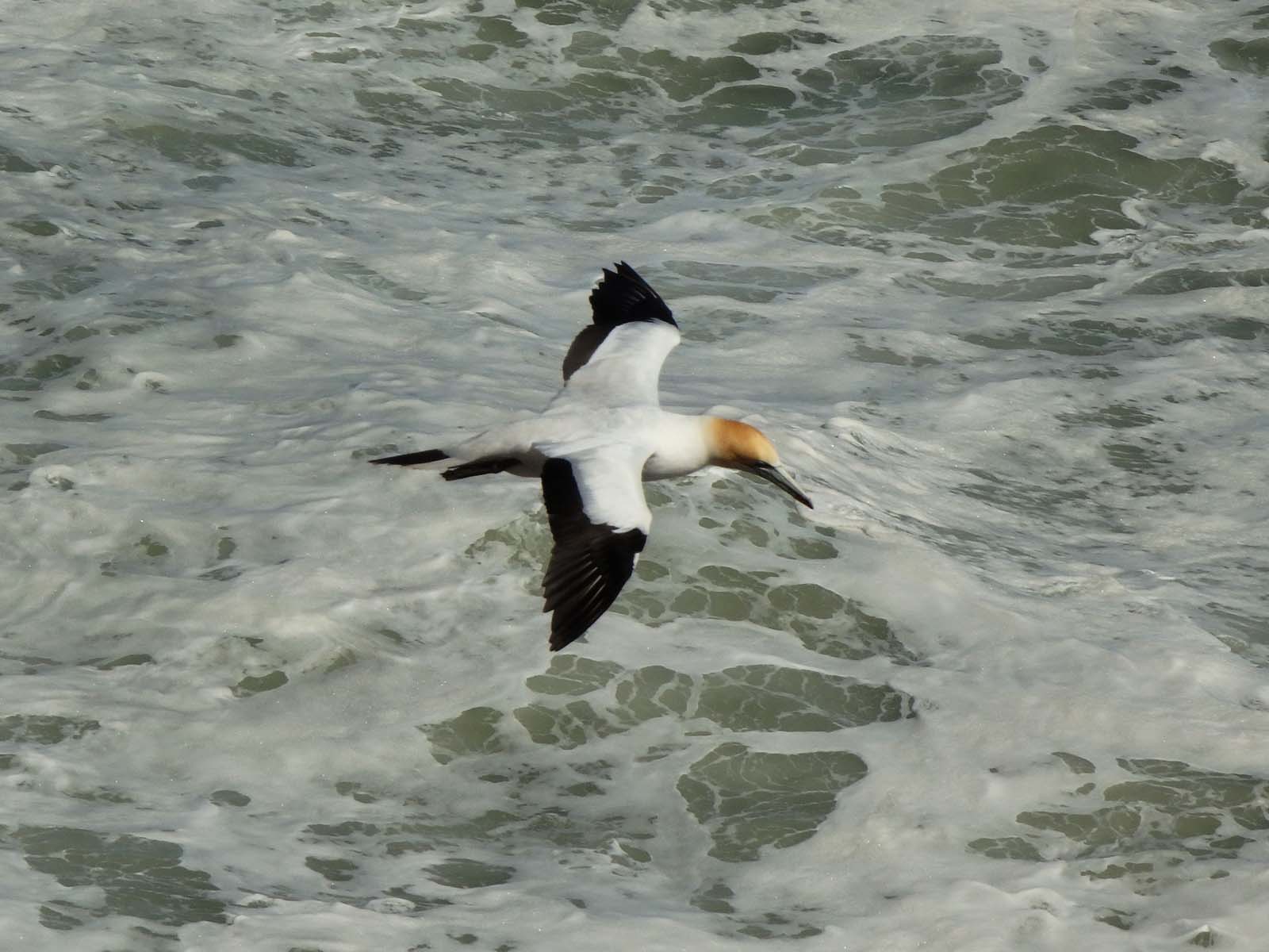 Gannet In Flight 28