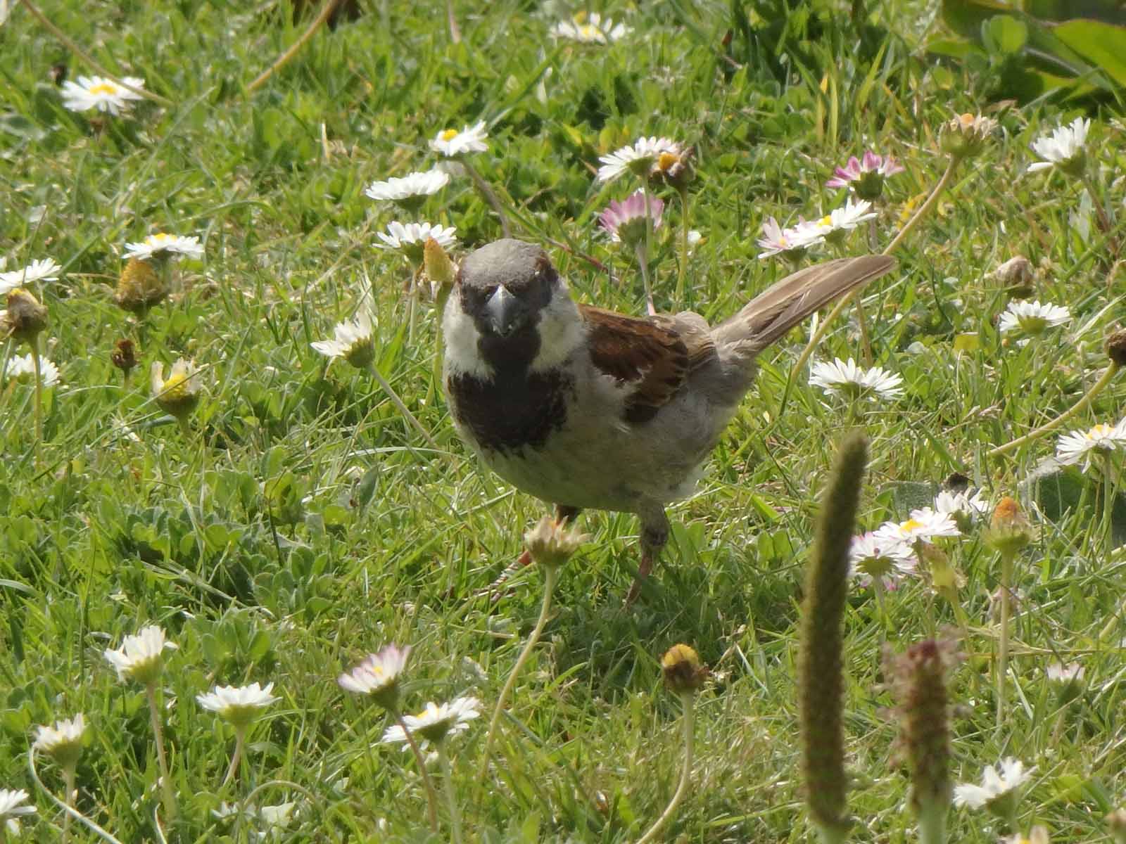 Sparrow 3