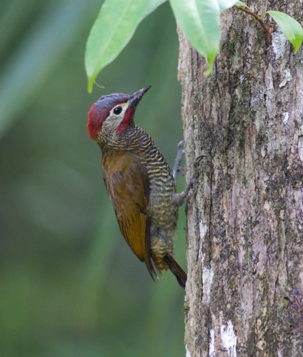Golden-olive Woodpecker