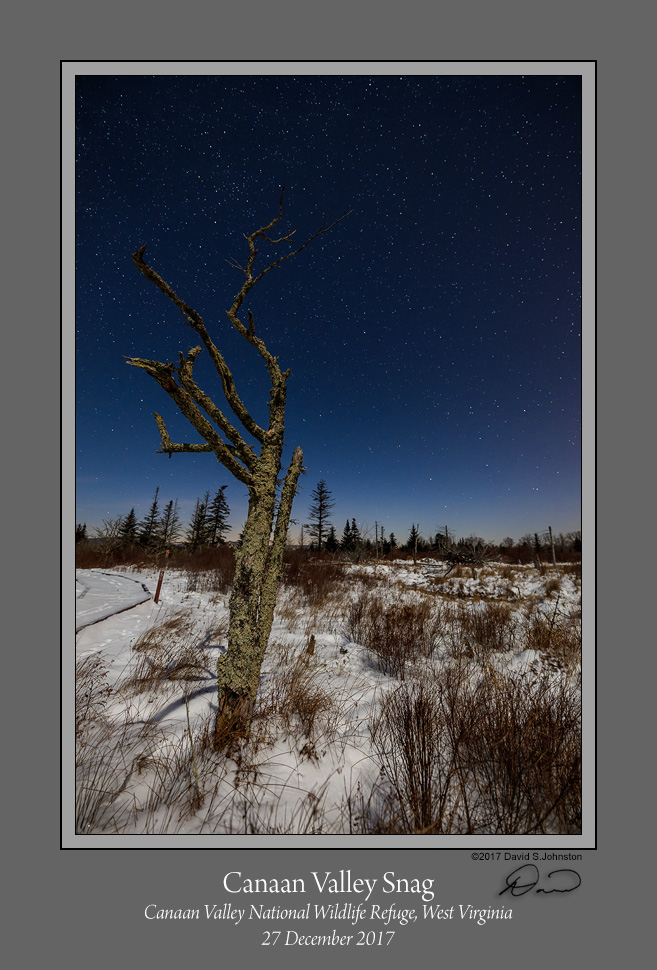 Canaan Valley Snag.jpg