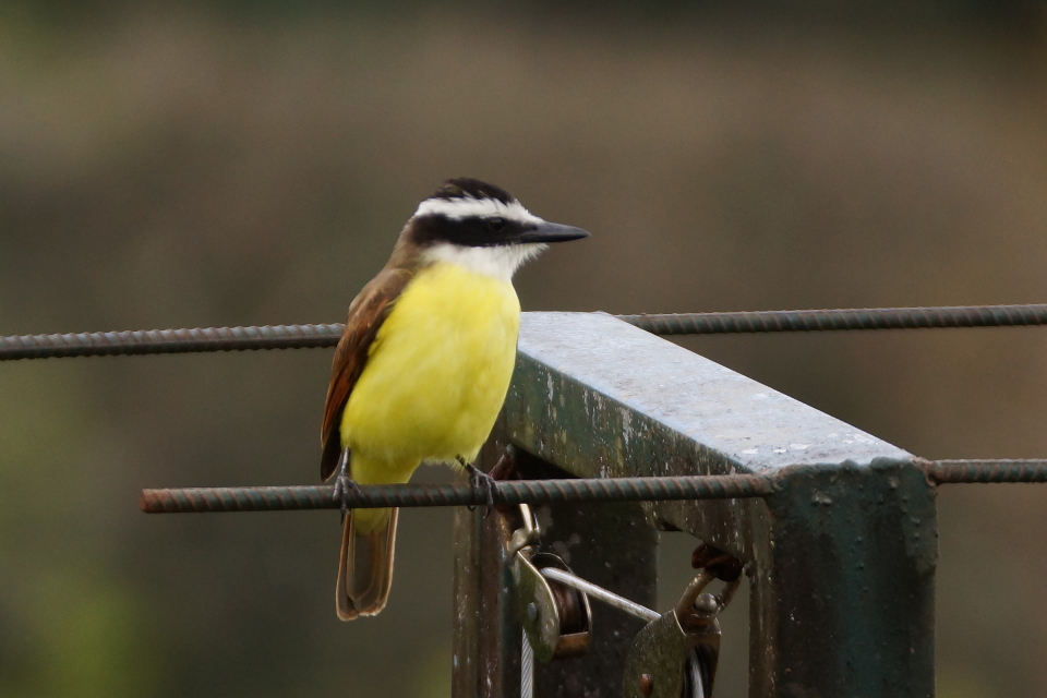 Tyran quiquivi (Great Kiskadee)