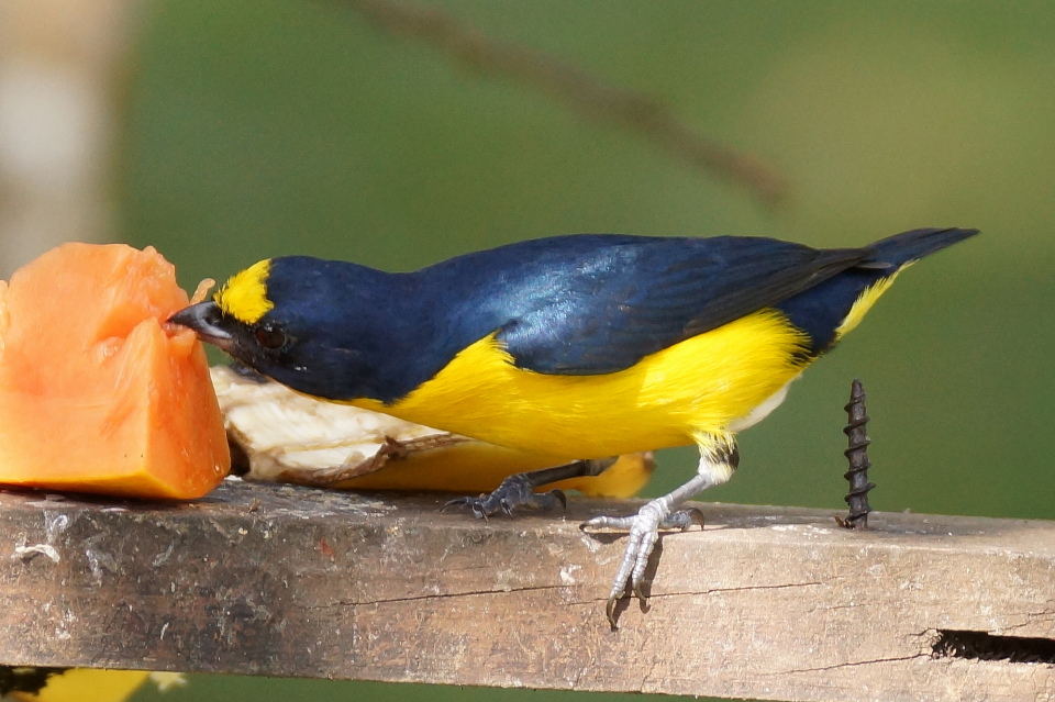 Organiste  gorge jaune (Yellow-throated Euphonia)
