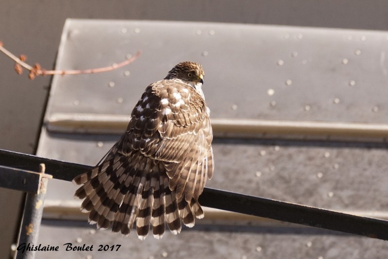 pervier de Cooper (Coopers Hawk)