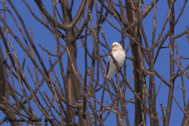 Plectrophane des neiges (Snow Bunting)