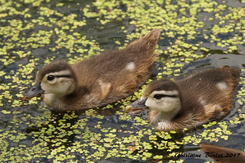 Canard branchu (Wood Duck)