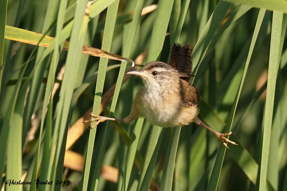 Troglodyte des marais (Marsh Wren)