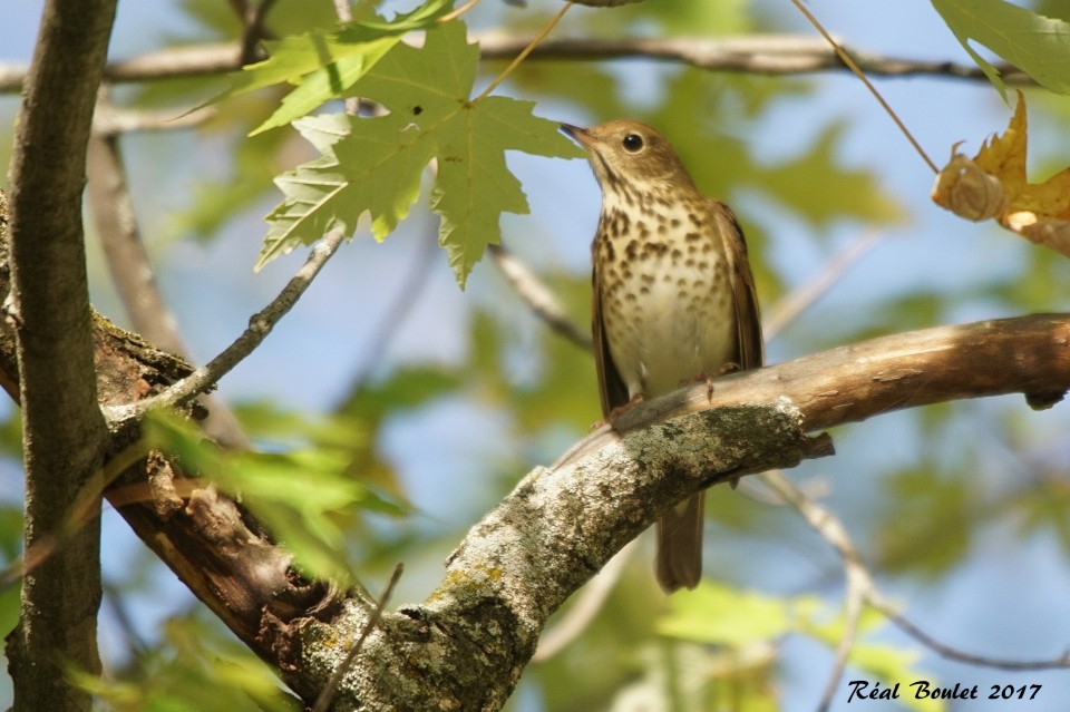 Grive solitaire (Hermit Thrush)