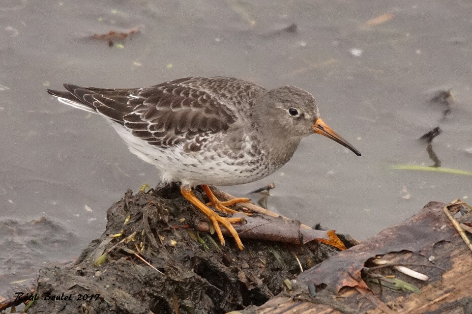 Bcasseau violet (Purple Sandpiper) 