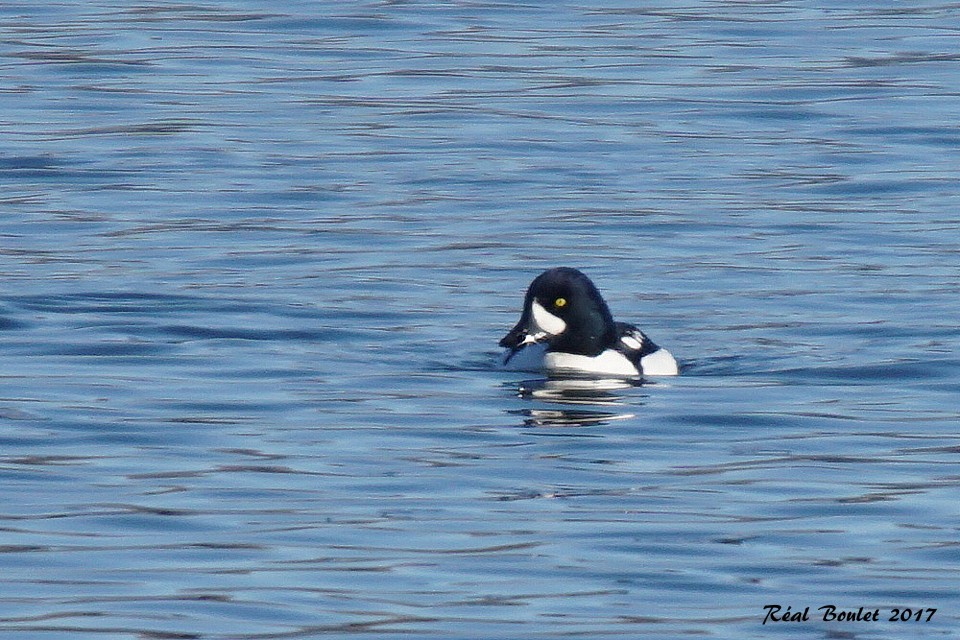 Garrot dIslande (Barrows Goldeneye)