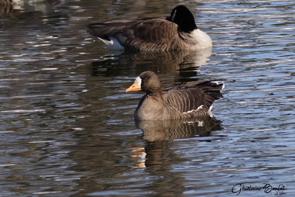 Oie rieuse (Greater White-fronted Goose)