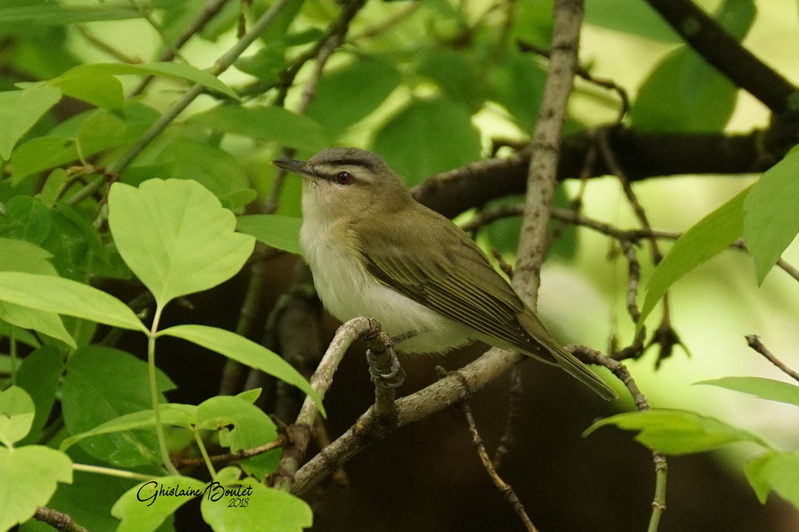 Viro aux yeux rouges (Red-eyed Vireo)