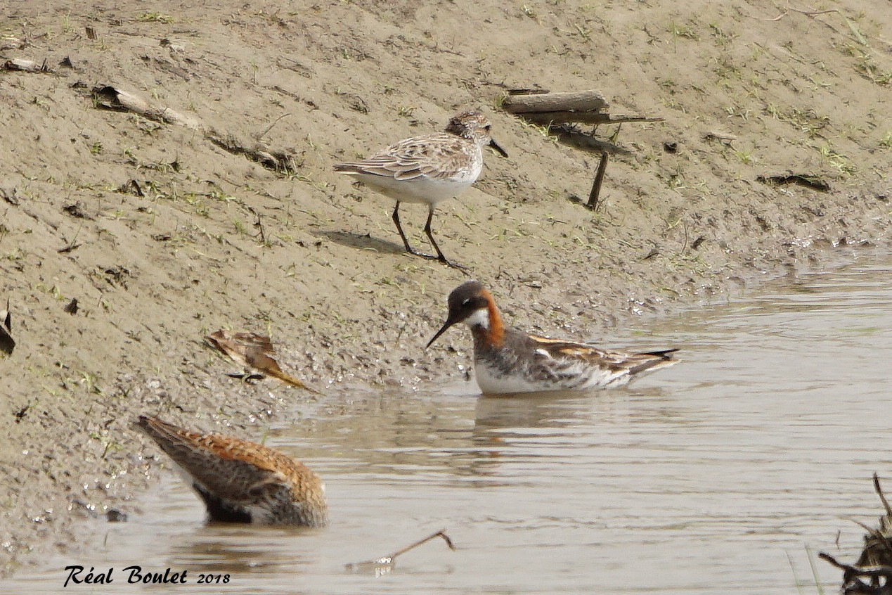 Phalarope  bec troit (Red-necked Phalarope)