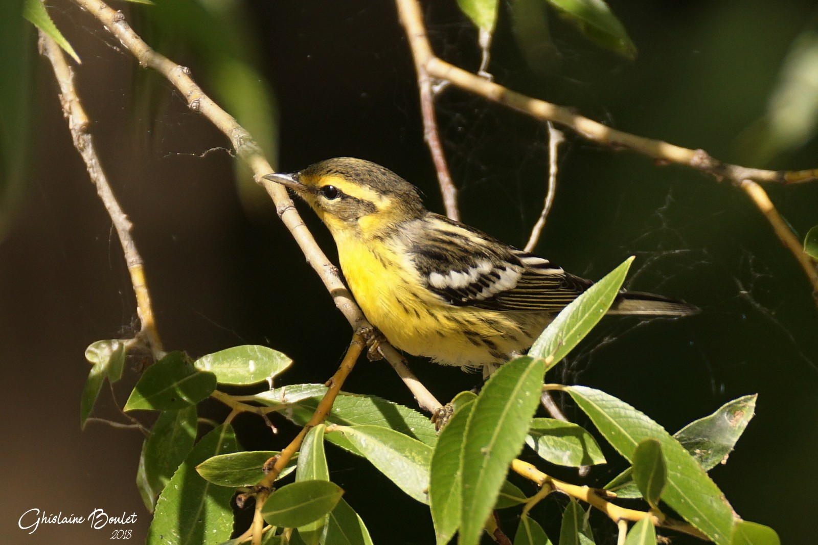 Paruline  gorge orange (Blackburnian Warbler)